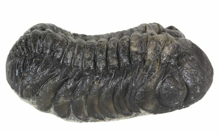 Bargain, Austerops Trilobite Fossil - Rock Removed #55868